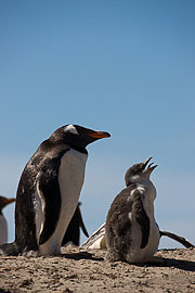 Picture 'Ant1_1_00394 Gentoo Penguin, Penguin, Pygoscelis Papua, Antarctica and sub-Antarctic islands, Falkland Islands, Saunders Island'